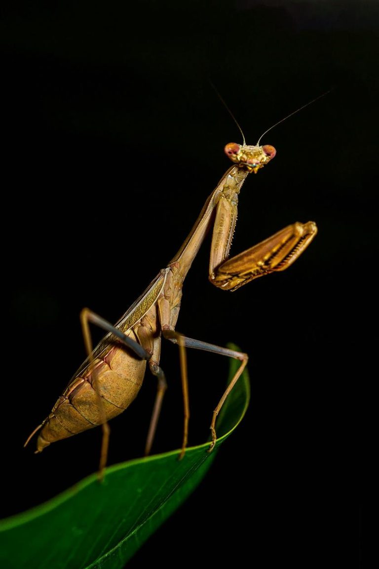 The Ethics of Eating Bugs: Can Insects Go Mainstream Without Cultural Backlash?
