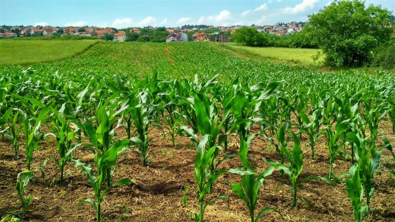 Climate-Smart Agriculture and Its Impact on Your Plate