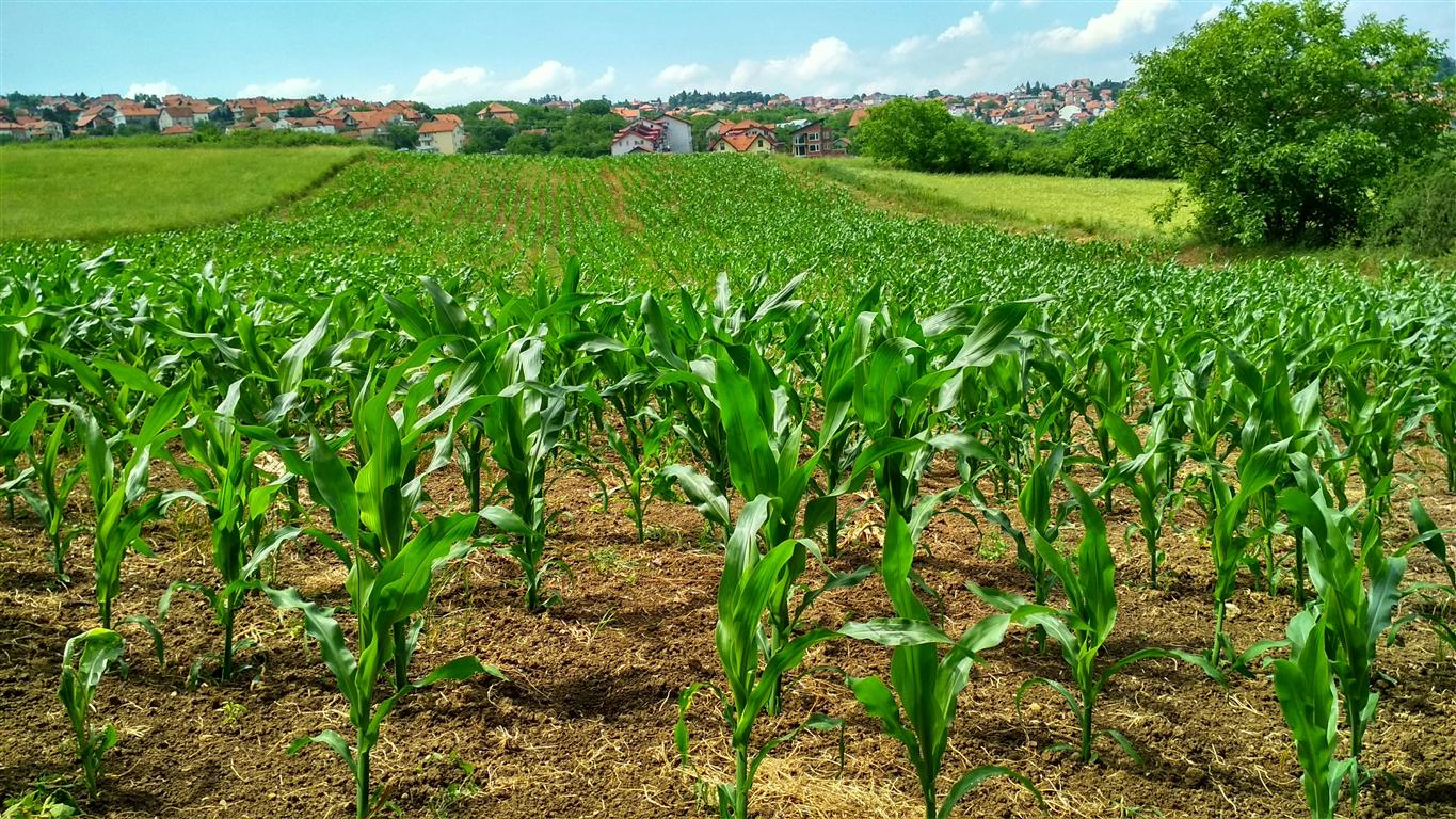 Climate-Smart Agriculture and Its Impact on Your Plate