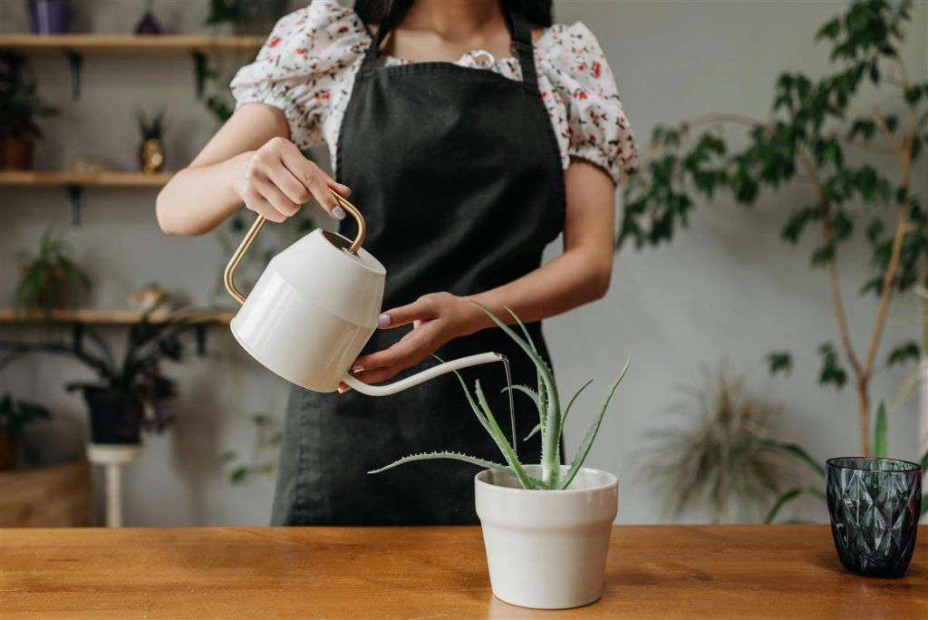 Nature-Integrated Lifestyles: The Rise of Green Living
